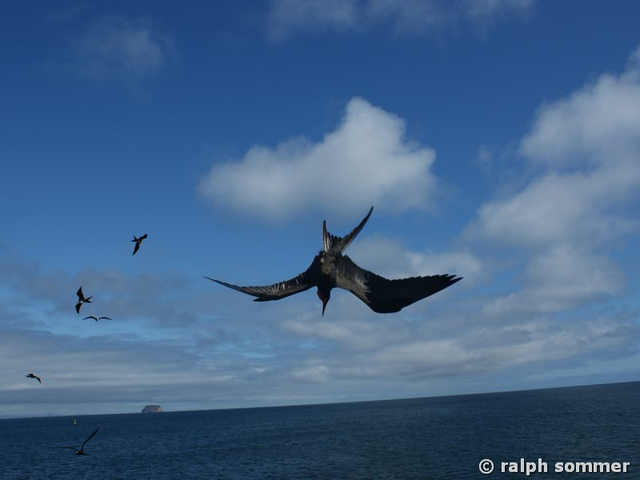 Prachtfregattvogel Fregata magnificens Luftakrobaten Galapagos