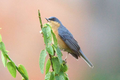 Rostbauch Hakenschnabel Diglossa Sittoides Hosteria Sommergarten Ecuador