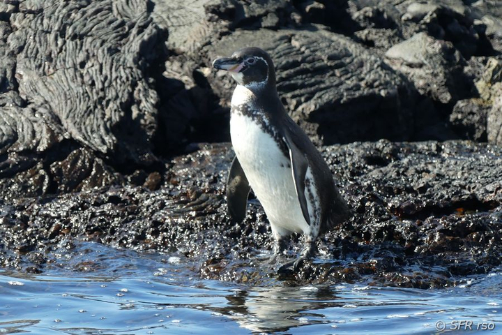 Humboldt Pinguin Spheniscus homboldti am Wasser Rabida Galapagos