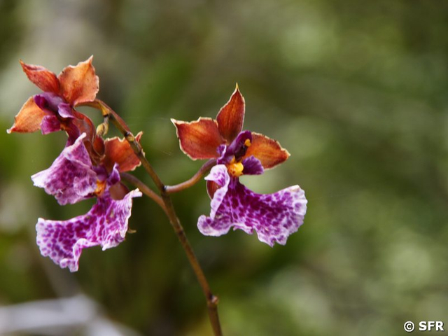Orchidee