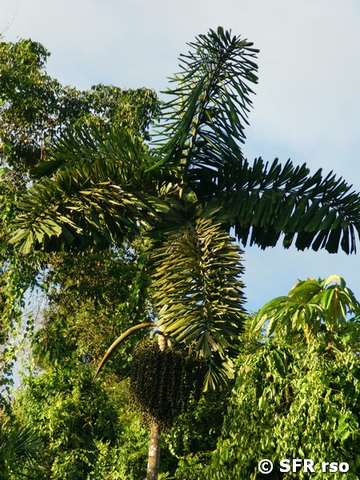 Pambil Palme Yasuni in Ecuador