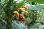 Ingwerpflanze in Ecuador