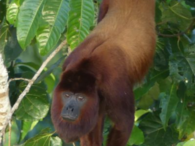 Bruellaffe-Howler-Monkey