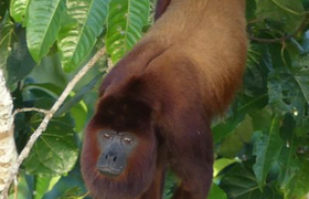 Bruellaffe-Howler-Monkey