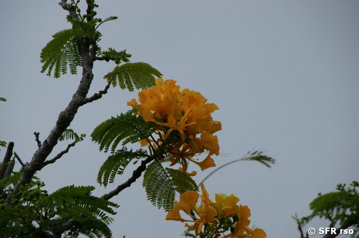 Flammenbaum Delonix Regia Blüten und Zweig Galapagos