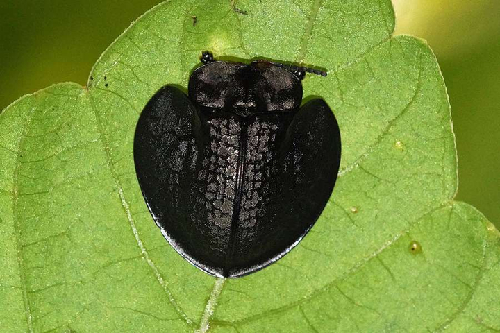 Käfer Cassidinae Hakuna Matata Ecuador
