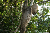 Termiten und Wespennest Schutzgemeinschaft in Ecuador