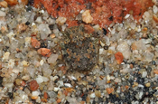 Insekt im Sand Hakuna Matata Ecuador