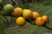 Naranjilla/Quitorange (Solanum quitoense)