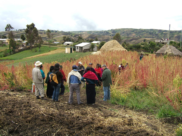 Quinoa Feld in Ecuador