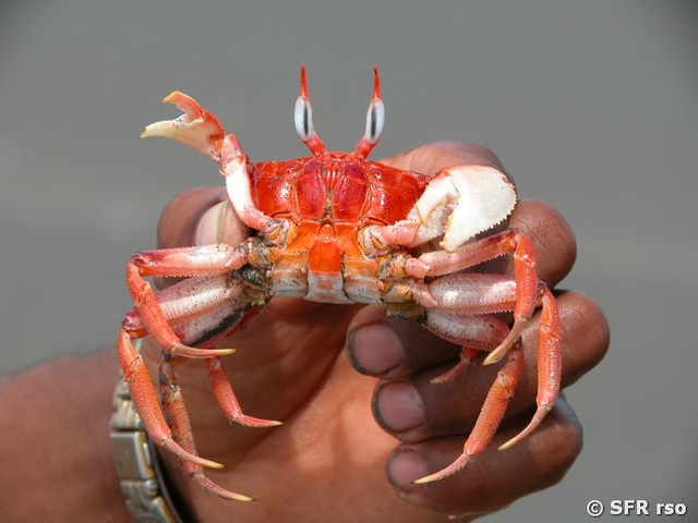 Red crab in Ecuador