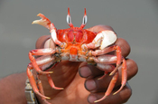 Red crab in Ecuador