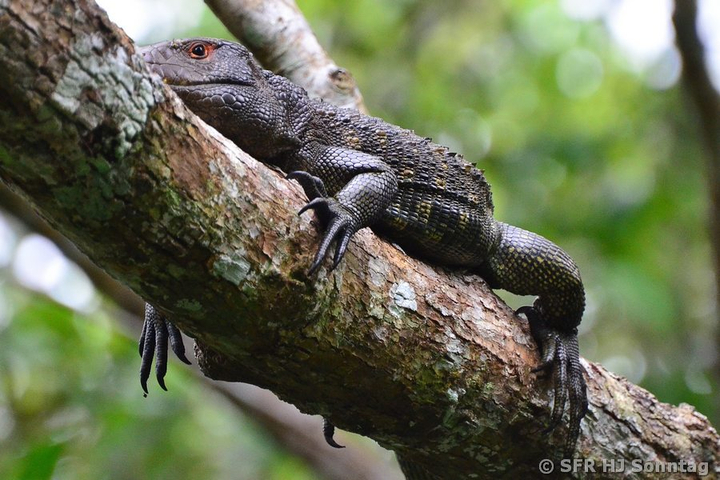 Eidechse auf Baum in Ecuador