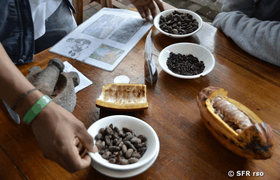 Kakaobohnen in Schalen, Ecuador