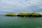 Mangroven in Las Tintoreras, Galapagos