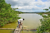 Steg zum Garnelenzucht Teich, Ecuador