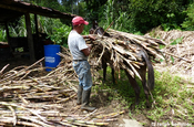 Zuckerrohr auf Esel in Ecuador