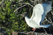 Gabelschwanzmöwe Creagrus furcatus landend Galapagos
