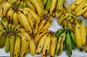 Maqueno Banane in Ecuador
