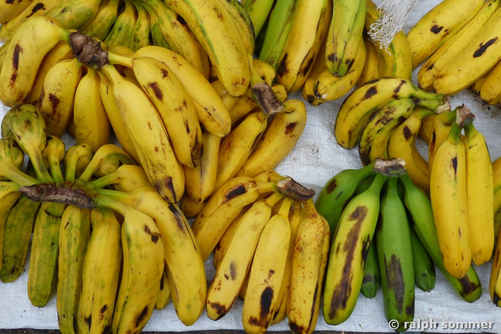 Maqueno Banane in Ecuador