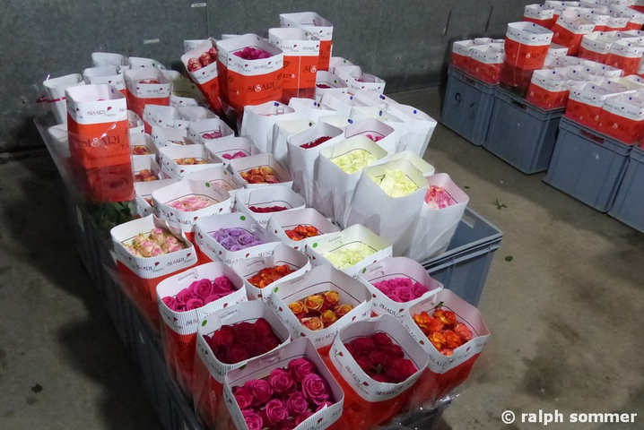 Rosen fertig zum Versand, Ecuador