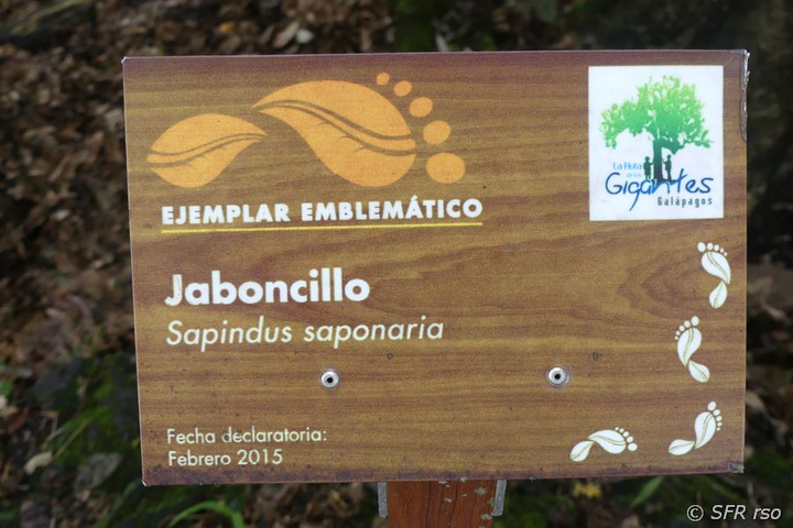 Schild Waschnussbaum El Jaboncillo Galapagos