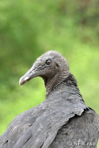 Black Vulture in Ecuador