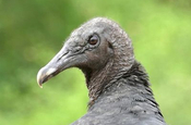 Black Vulture in Ecuador
