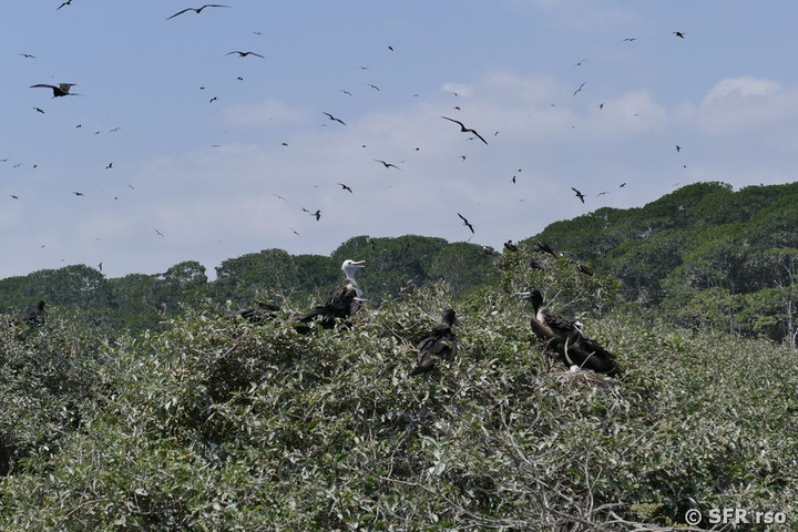 Fregattvogelinsel Manglecito, Ecuador