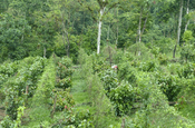 Kakaoplantage Ralph Sommer in Silanche Ecuador