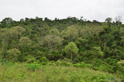 Kapokbäume im Küstentrockenwald, Ecuador