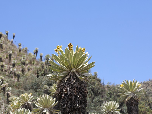 Paramolandschaft El Angel Ecuador Frailejones Blumen