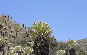 Paramolandschaft El Angel Ecuador Frailejones Blumen