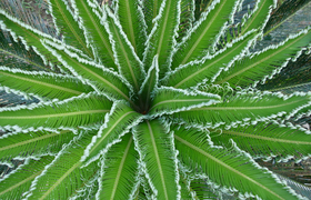 Palmfarn in Ecuador
