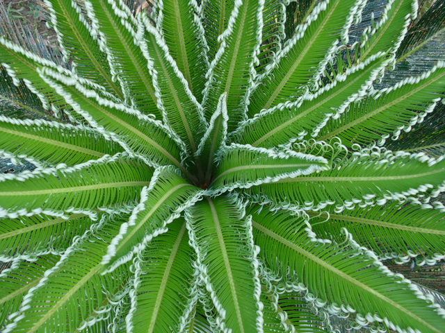 Palmfarn in Ecuador