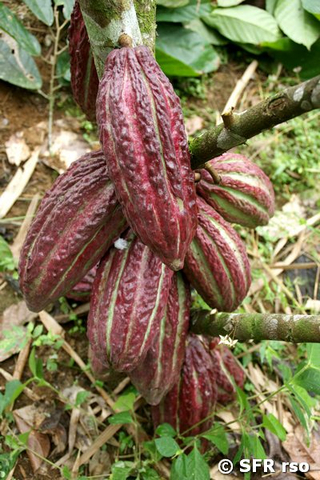 Kakao Schoten in Ecuador