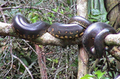 Anakonda auf Baum in Ecuador
