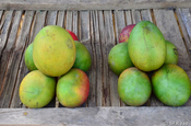 Ananasfrüchte in Ecuador