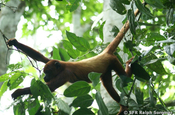 Bruellaffe auf Baum in Ecuador