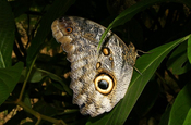 Caligo Schmetterling auf Blatt in Ecuador