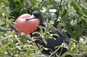Kehlsack Fregattvogel in Ecuador