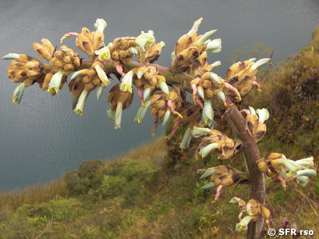 Puya asplundii in Ecuador