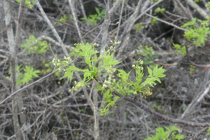 Weihrauchbaum in Cerro Tijeretas, Galapagos