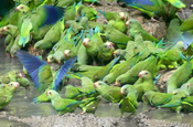 Papageien Kobaltfluegelsittlich Yasunipark Ecuador