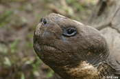 Galapagos Schildkroete in Ecuador