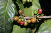 Kaffeekirschen in Ecuador