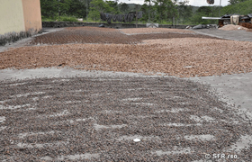 Kakaobohnen in verschiedenen Trockenstadien