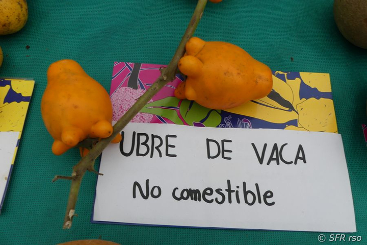 Kuheuterpflanze Ubre de Vaca nicht essbar in Ecuador