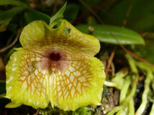 Orchidee