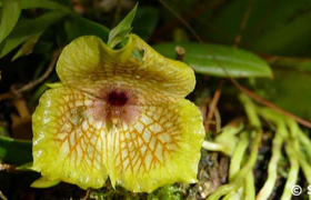 Orchidee